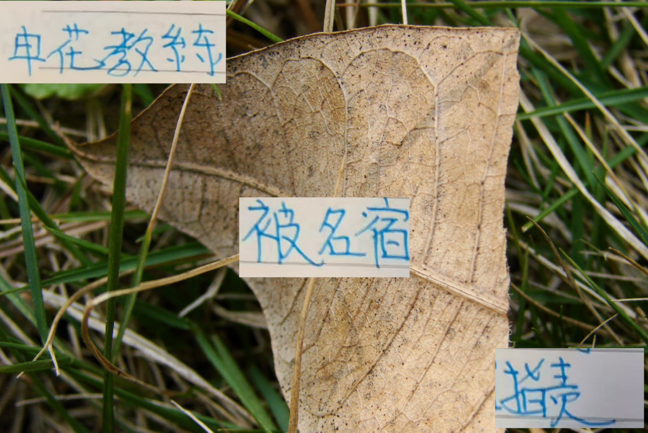 v站体育-对比曹赟定对申花教练说法 感觉塞蒂恩对张稀哲使用才是大智慧